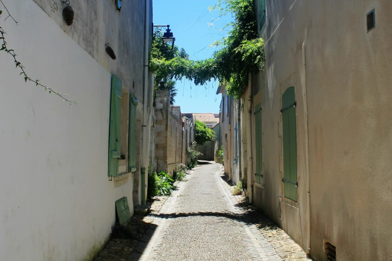 alley with ivy on both sides between two buildings