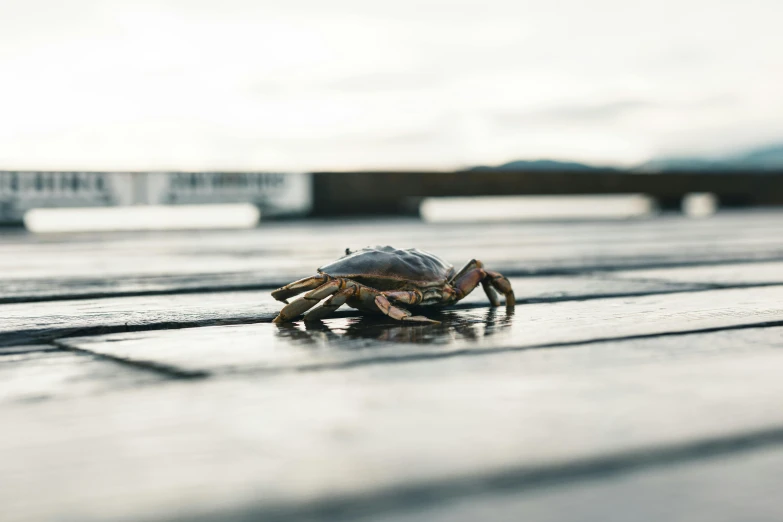 a crab is crawling in the rain on the ground