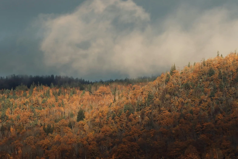 the mountain top is covered in many fall colored trees