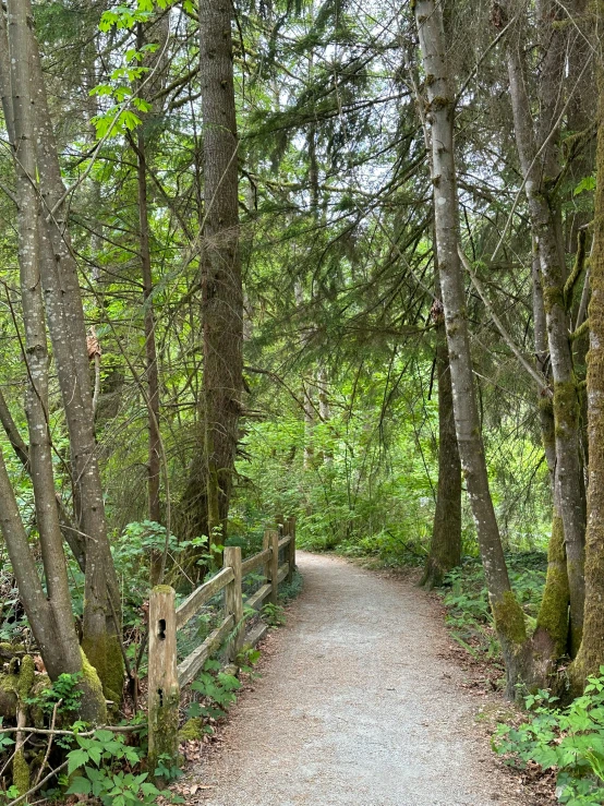 a tree lined path that leads to a forest