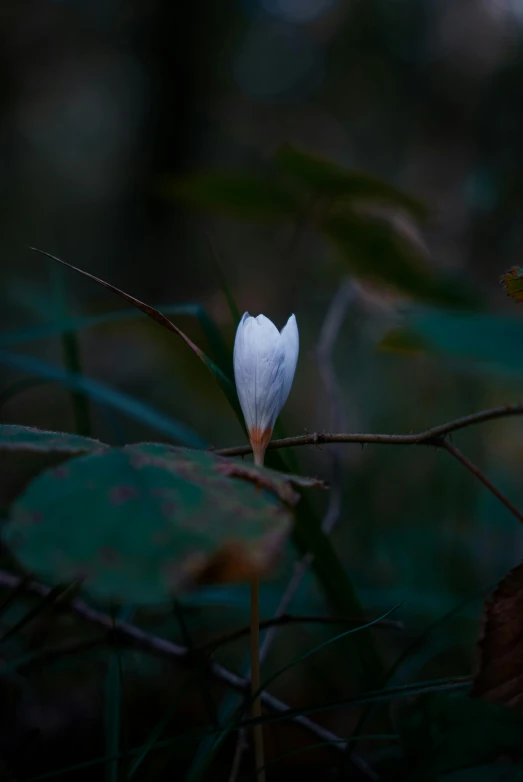 a small white flower sits in the nches of a tree