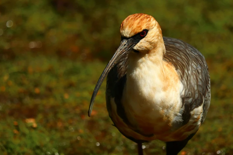 a close up of a very cute bird in a grassy field