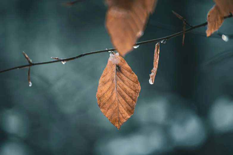 two brown leaves hang from a nch as rain drops fall on it