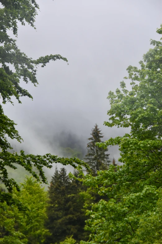 a po of trees on a foggy day