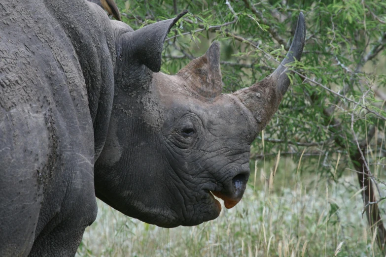 the large rhino has big white ear tufts