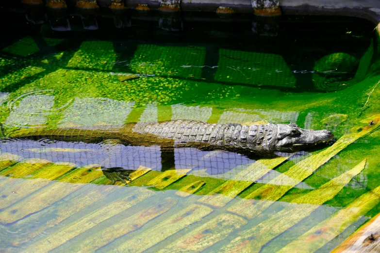 a white alligator sitting on the side of a green area