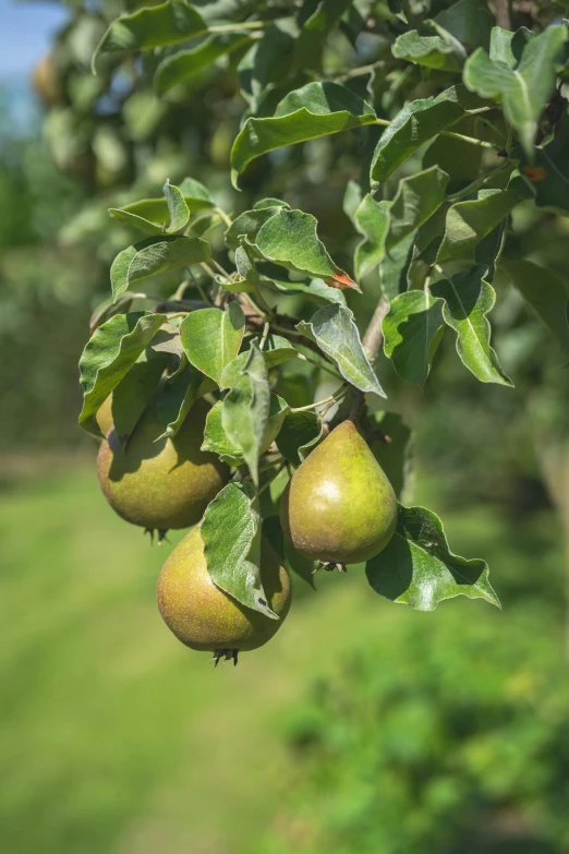 pears on the nch of a tree in a pasture