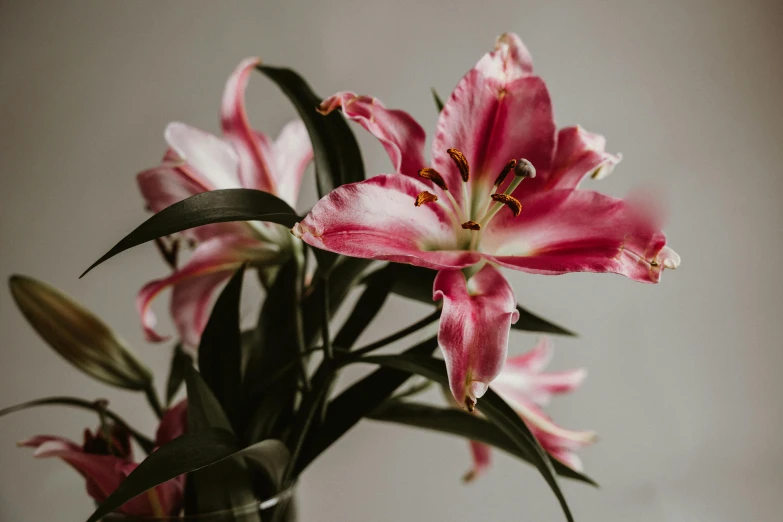 pink and white flowers are in a glass vase