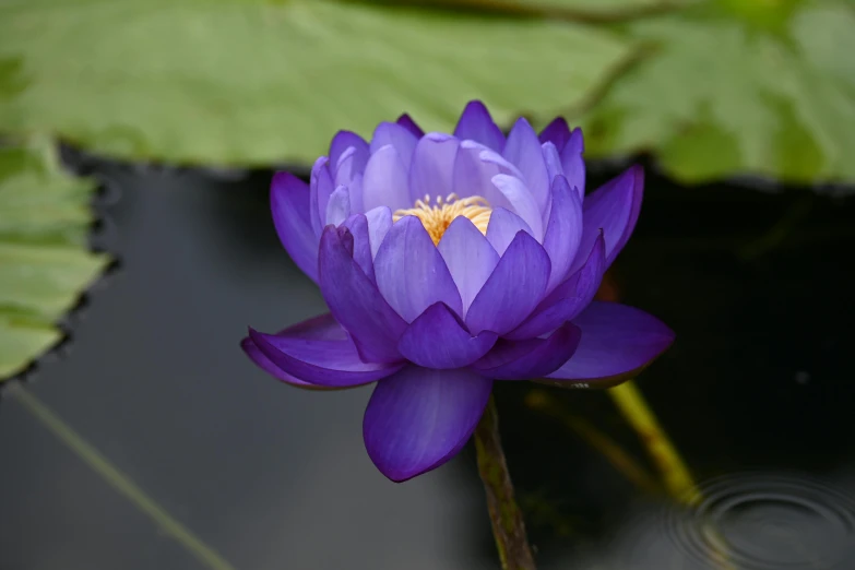 a blue water lily surrounded by leaves in the pond