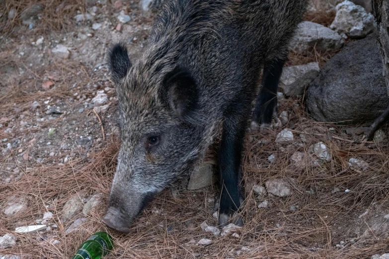 a wild boar sniffs at a bottle of beer