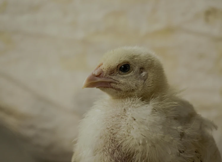 a yellow and white baby chick sits alone