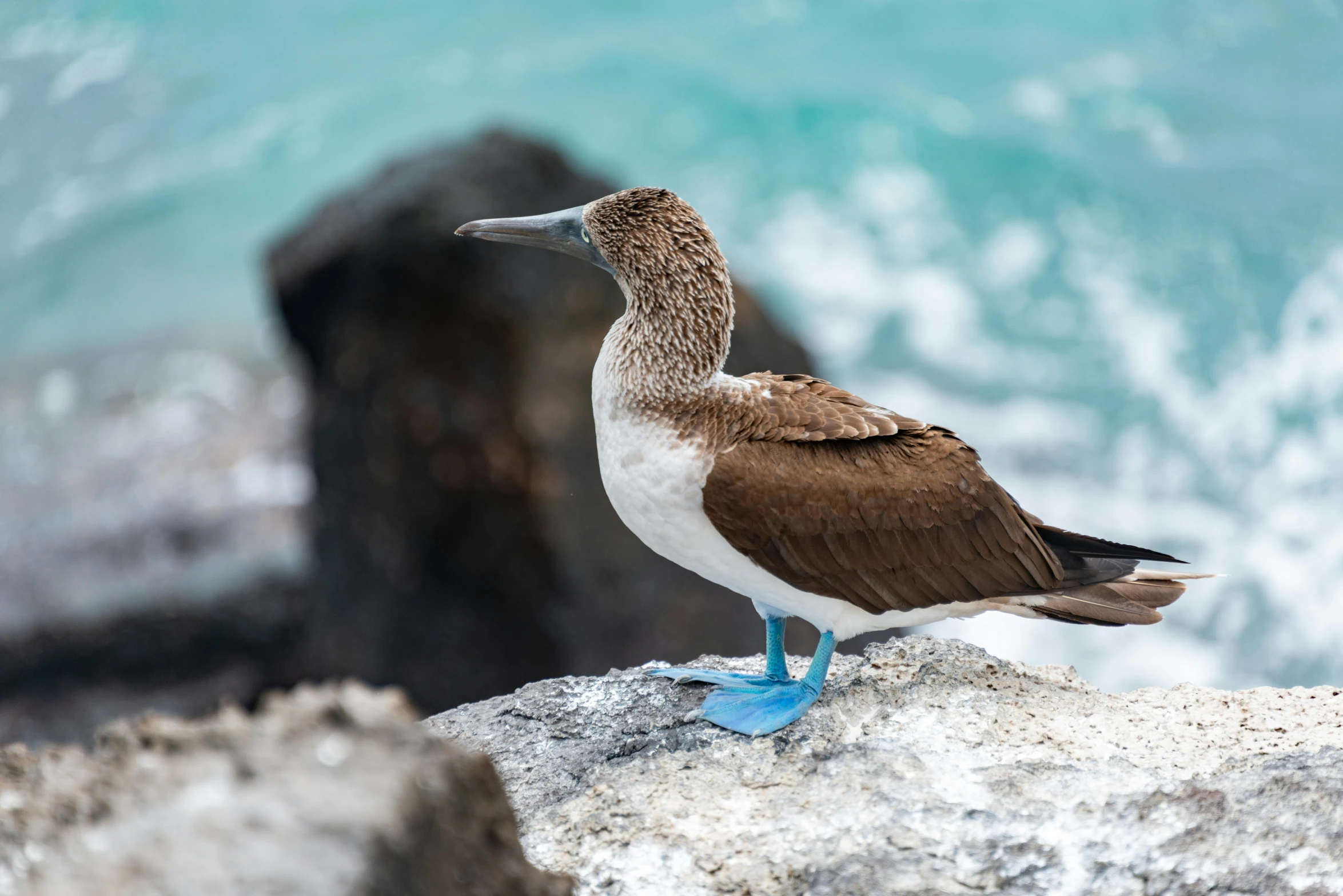 a brown and white bird standing on the rock