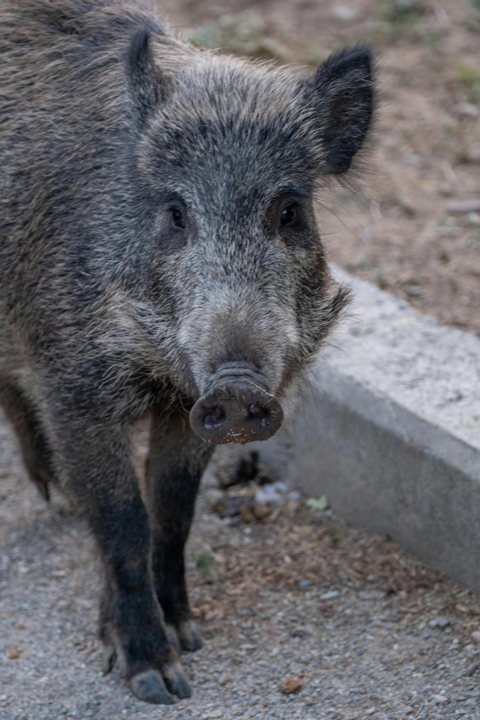 the head of a wild boar on the dirt area