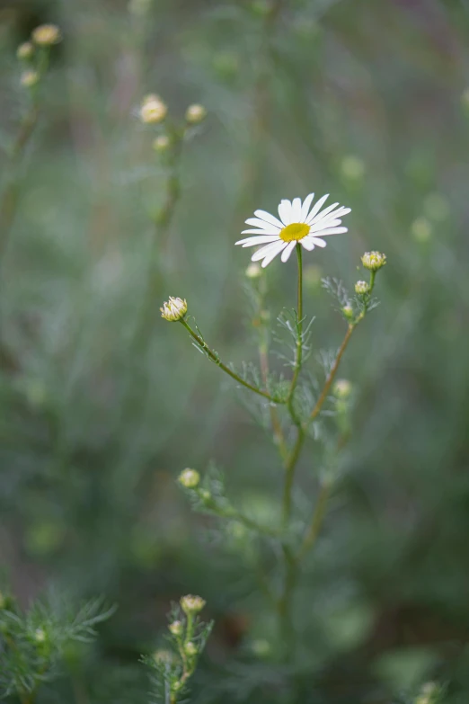 a white flower on top of some green leaves