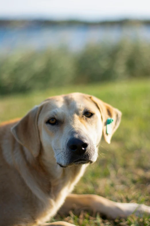 a dog is sitting on the grass staring at soing