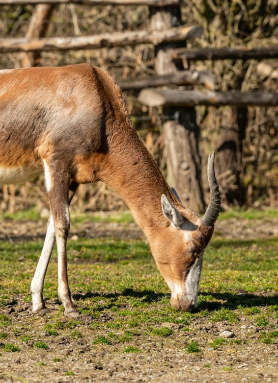 a small deer eating grass near a wooden fence