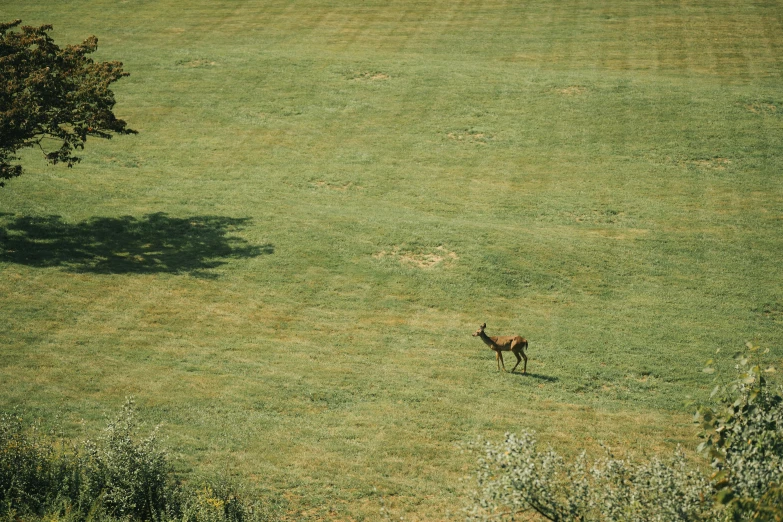 a dog walking in the middle of a field