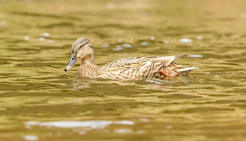 a duck is swimming on the water