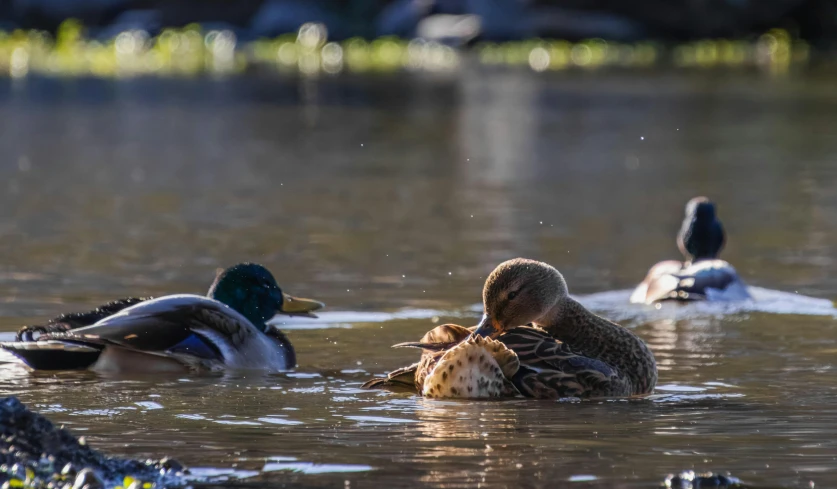 three ducks swim together in a large pond