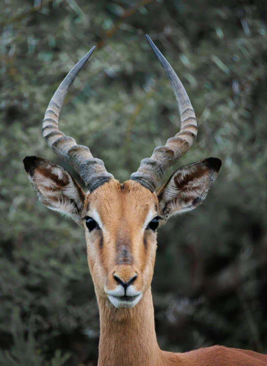 a antelope with long horns is seen in this picture