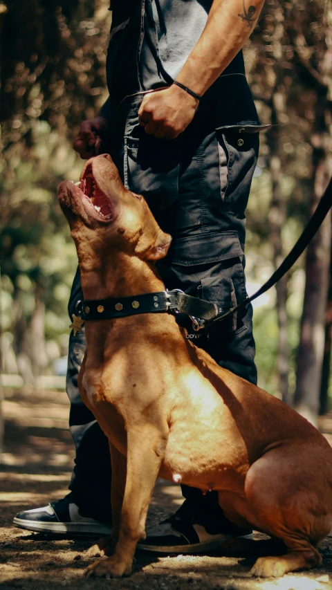 a small brown dog standing in front of a person