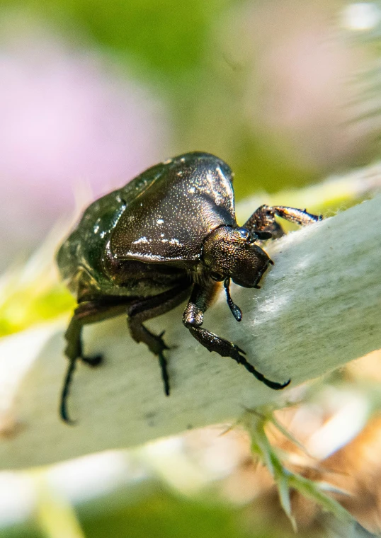 a close up s of a bug sitting on a plant