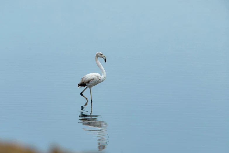 the flamingo is reflected in the still water