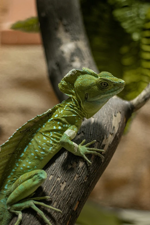 an iguana on a nch with rocks in the background