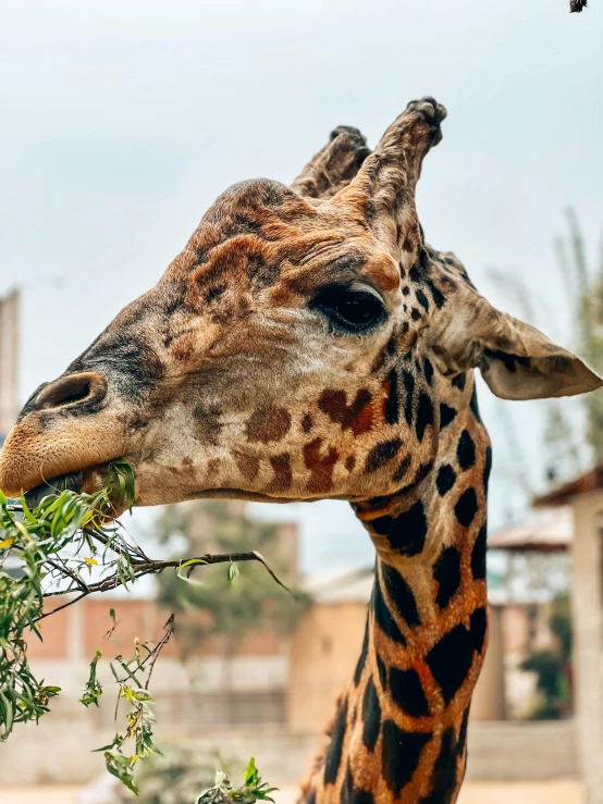 the face and upper part of a giraffe