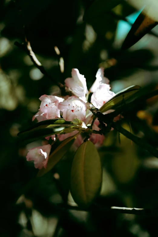 a nch with flowers and leaves on it