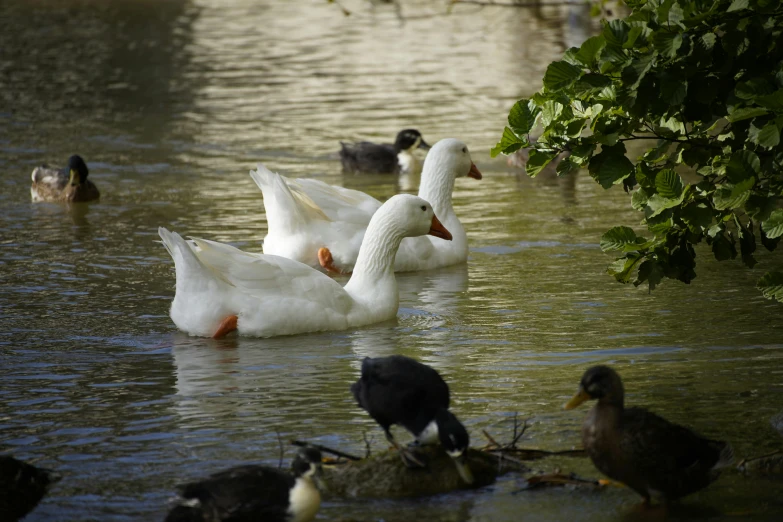 there are many geese in the water