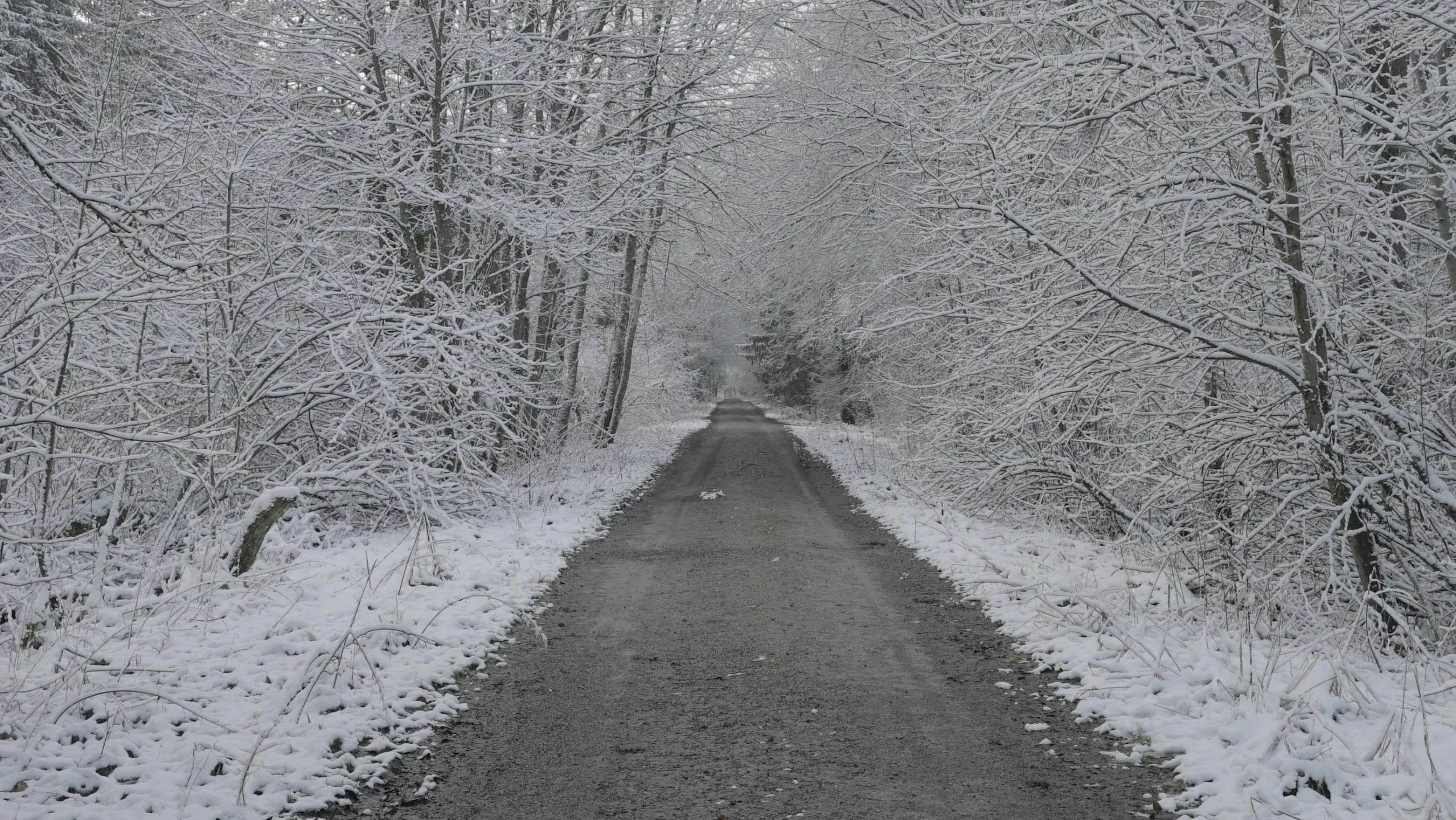 a narrow road covered in snow surrounded by trees