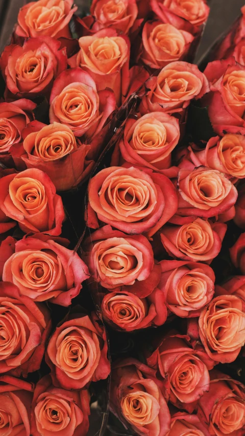 orange roses displayed in a bouquet to be sold