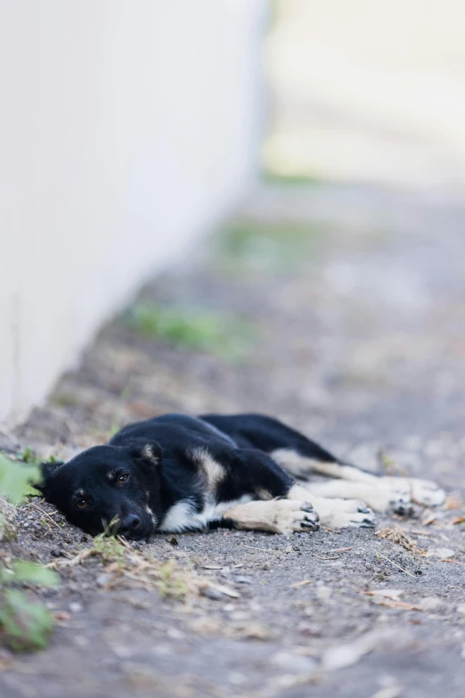 a black and white dog is laying down outside