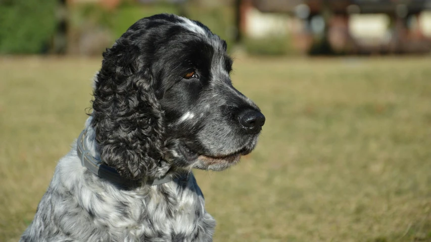 a dog with black and white fur sitting on the grass