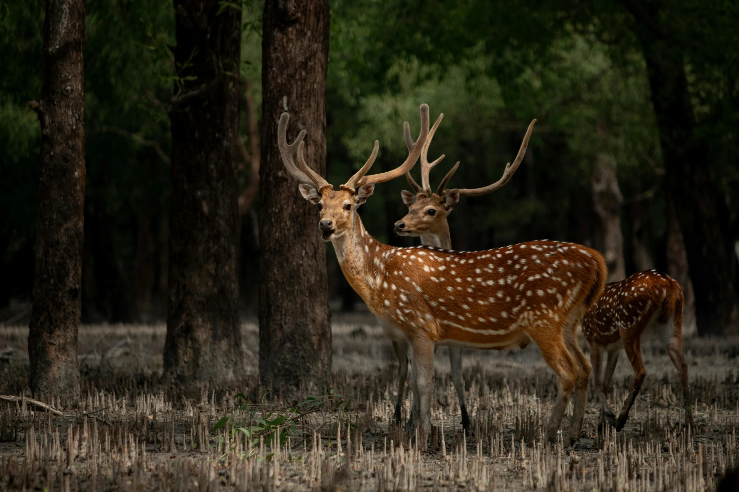 some very cute deers standing in the woods