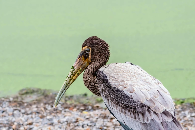 an image of a pelican standing on the shore