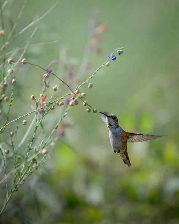 a small bird with its beak in the air while flying near some flowers