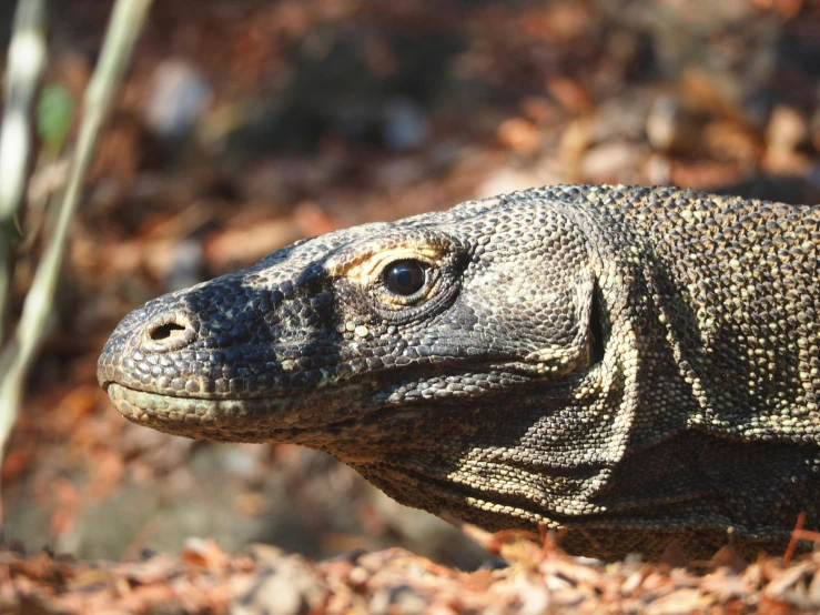 an image of an iguana in the wild