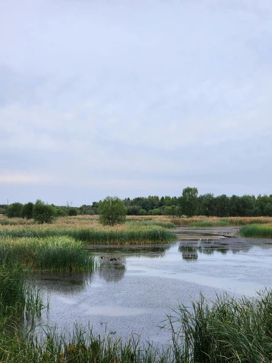 a wide pond near grassy banks with trees in the distance