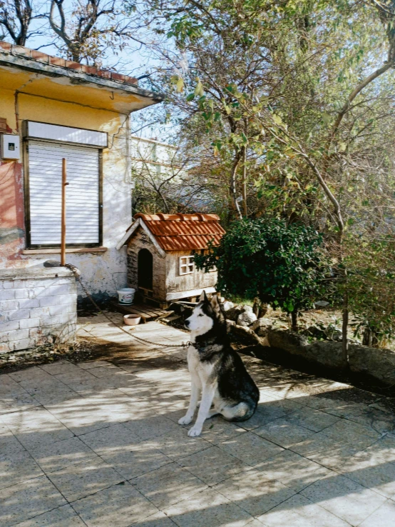 dog is sitting on the pavement next to his home