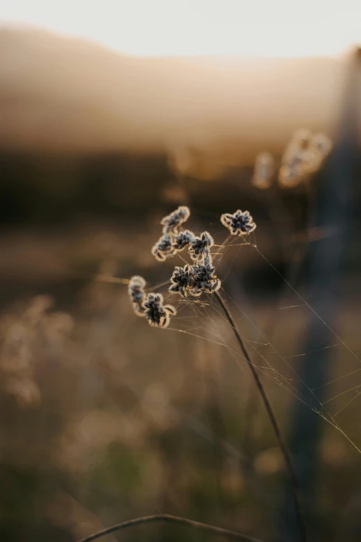 a close up of some small plants in the grass