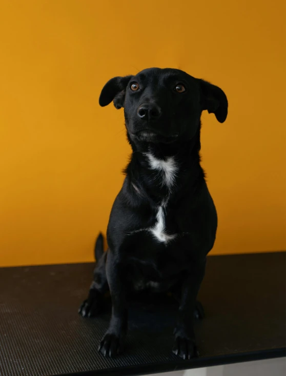 a black dog sitting on a table near a yellow wall