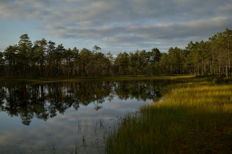 a lake surrounded by trees and grass