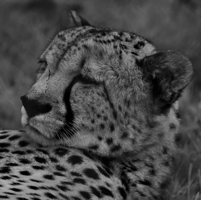 a large cheetah laying down in the grass