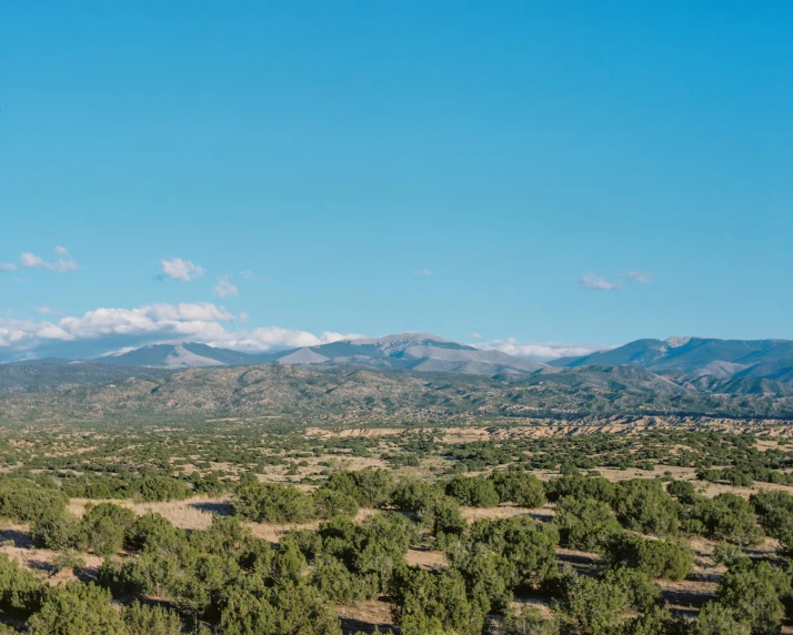 a forest of trees and bushes with hills in the background