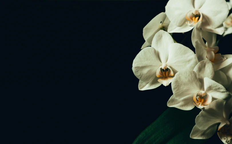 three white flowers on a black background with dark shadows