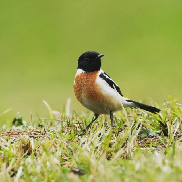 a small black, red and white bird is on some grass