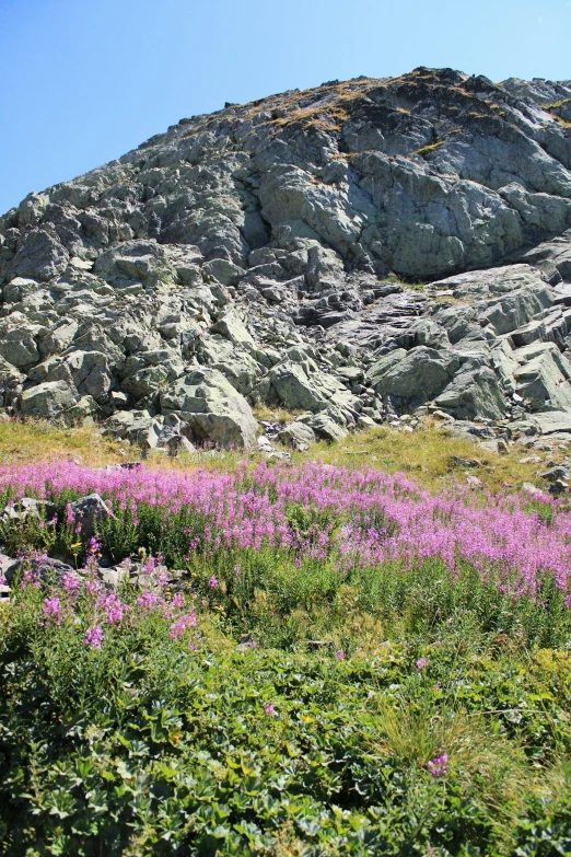 some rocks flowers and grass and dirt