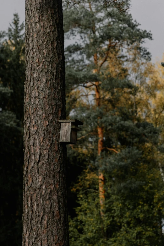 a bird house is hanging off the side of a tree